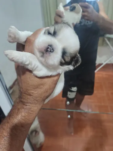Vendo lindos filhotes de Shitzu.