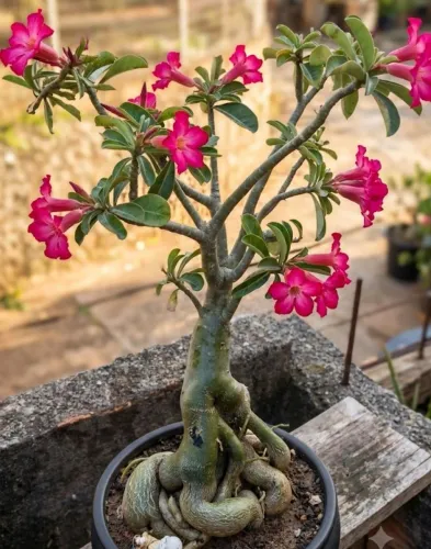 Rosas do deserto .