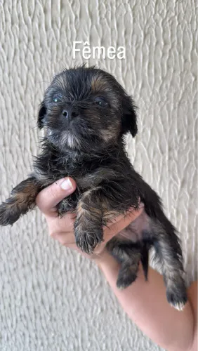 Filho da raça yorkshire com shih tzu