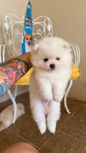 Spitz alemão anão Lulu com pedigree