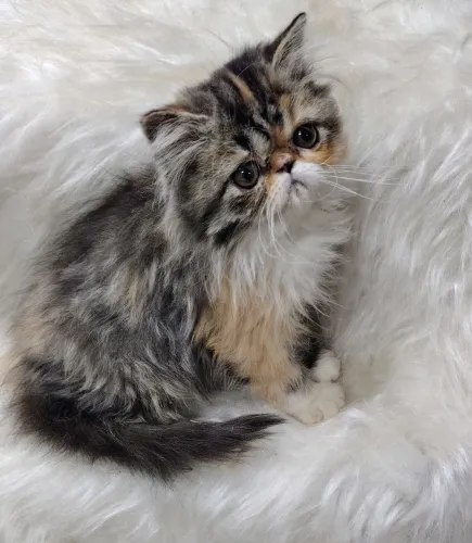 Gata lindíssima Persa Filhote com Pedigree