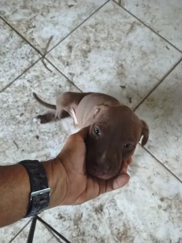 Pitbull filhote fêmea 50 dias