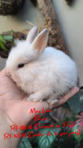 Coelho Mini Lion