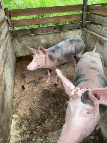 35 hectares em Marapanim nas margens do asfalto R$ 350 mil reais