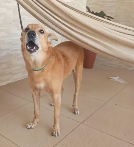 Procura-se cachorro perdido
