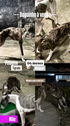 Vende-se um lindo filhote Whippet!