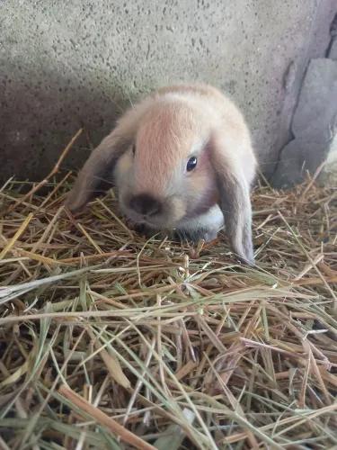 Mini coelho - raça minilop