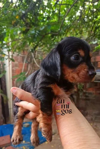 Filhote de Dachshund Com Yorkshire. Fêmea. Leia a Descrição !