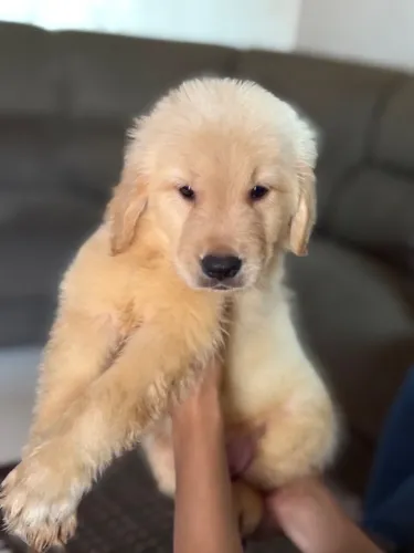 Golden retriever pronta entrega lindos