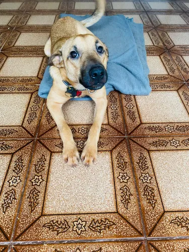 Doação de pet 