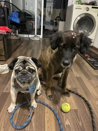 Cachorros pra adocao