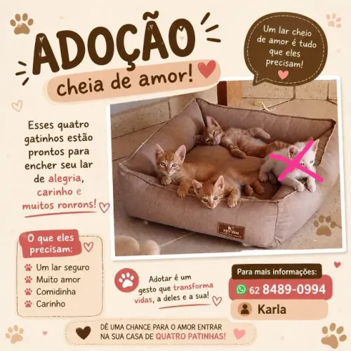Doação filhotes