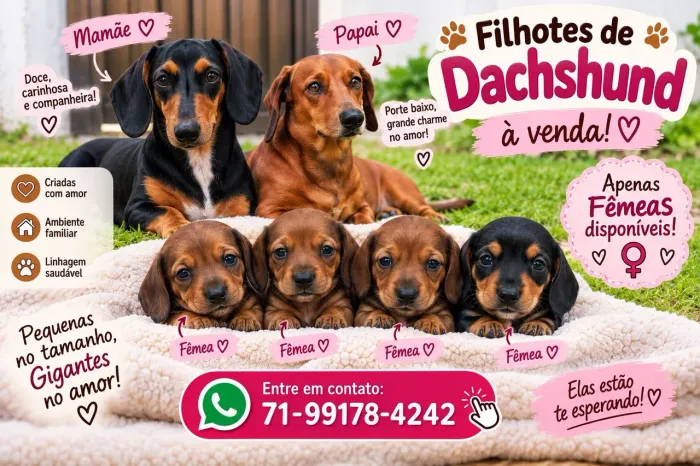 Daschound fêmeas S2