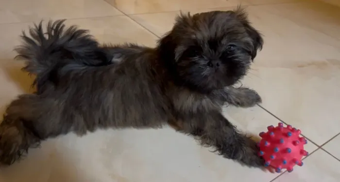 Shih tzu