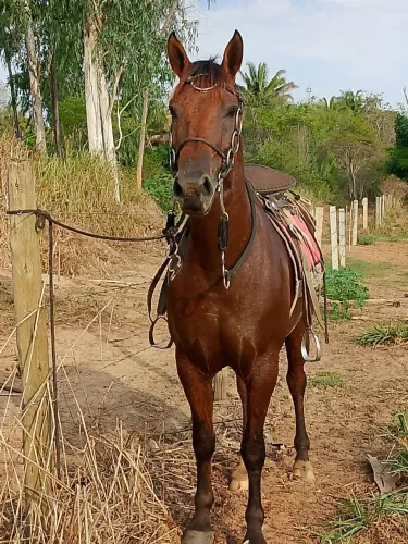 Vendo cavalo quarto de milha castrado 