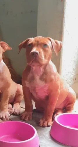 Pit Monster Fêmea ( Bearzilla, Big Block, New Iron )