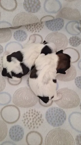 Vendo mini chitss fêmea pronta entrega 