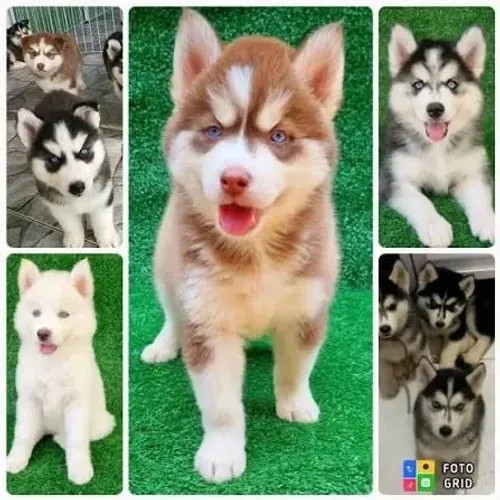 Husky siberiano pedigree opcional , temos os pais 