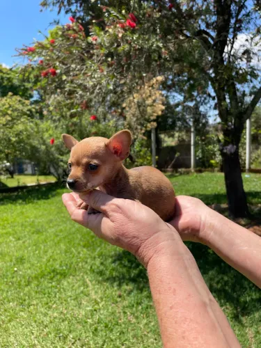 Mini pinscher macho