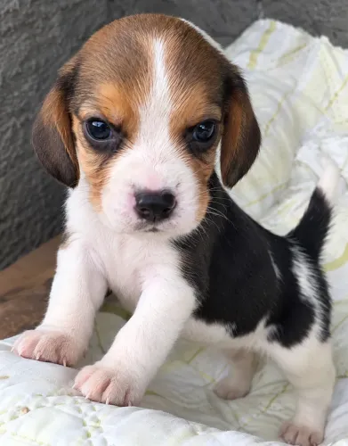 Beagle disponível bebê 