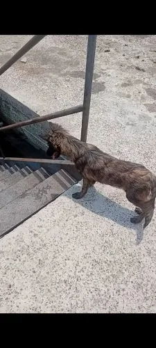 Pastor Holandês macho com 3 meses valor 1.200 reais.