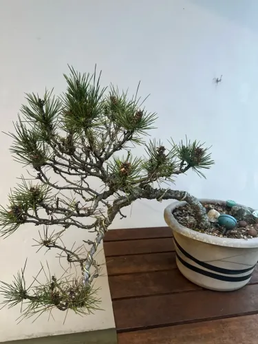 Bonsai Pinheiro negro
