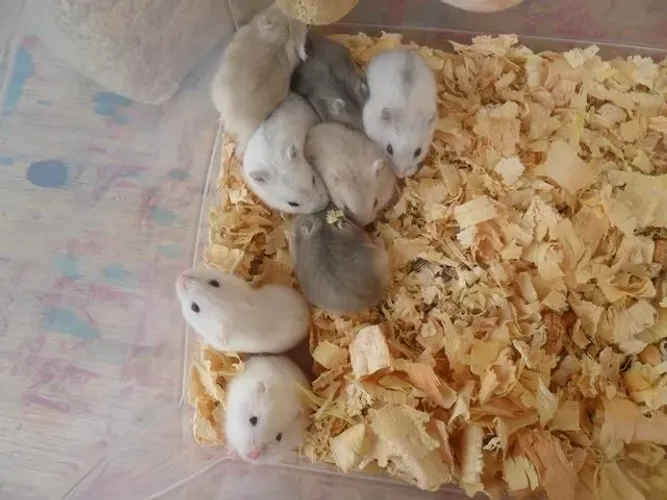 hamster anão russo