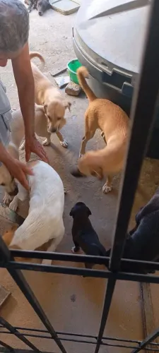 Doação de cachorro e cachora