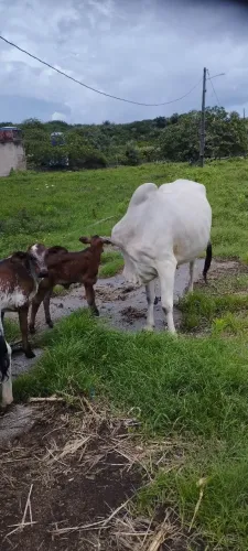 VACA NELORE GRANDE COM BEZERRA DE 15 DIAS.