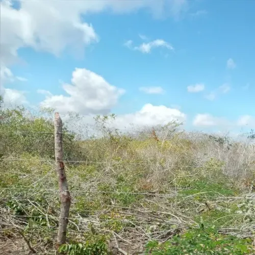 Excelente Fazenda com 497 hectares na região de João Câmara