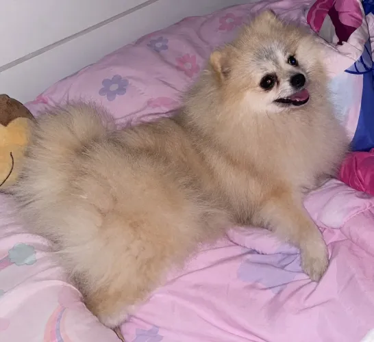 Spitz alemão (Fêmea)