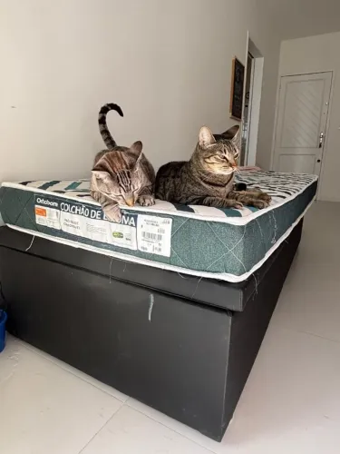 Cama Baú de solteiro