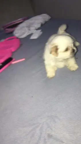 Shih-tzu 10xcartão filhotes pronto entrega com pedigree macho fêmea 