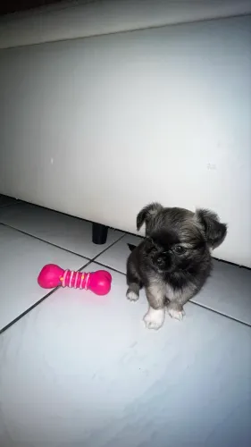 MACHINHO CHIHUAHUA PELO LONGO SABLE ? UM CHARME! ?