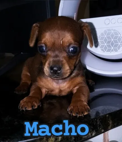 Filhotes de Pinscher machos