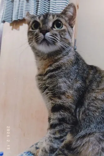 Gatinha atrás de um lar