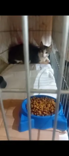 Gatinha perdida 