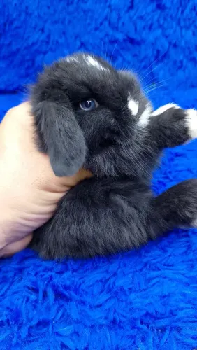 Mini Lop Uruguai (bicolor olhos azuis)