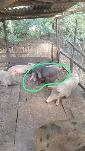 Vendo um porco macho novo 
