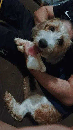 Doação Cachorro de 8 Meses