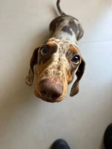 Dachshund/Cofap para Cobertura