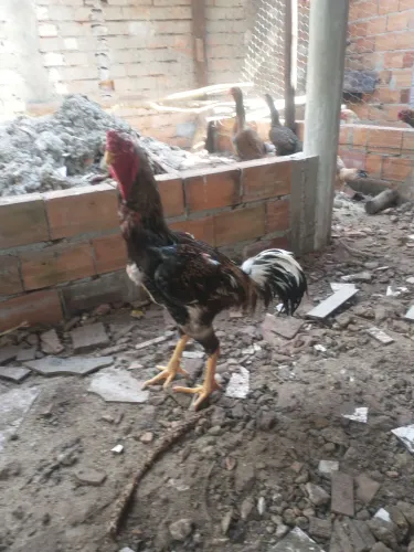 Frango caipira