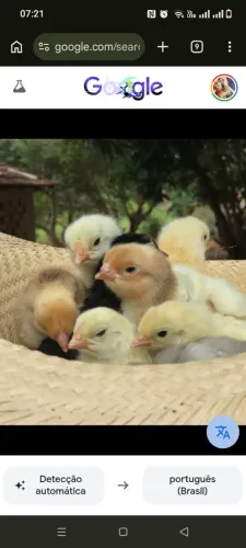 Pintinhos de poedeiras e Granja
