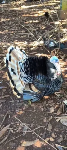 Peru. 