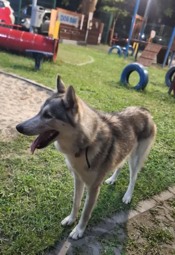 Doa-se husky 1 ano manso