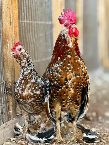 Ovos férteis De Belgian