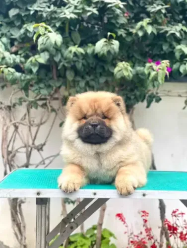 Chow Chow,Chow Chow Filhote Top Padrão da Raça