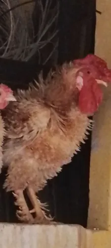 Vendo DOIS GALOS