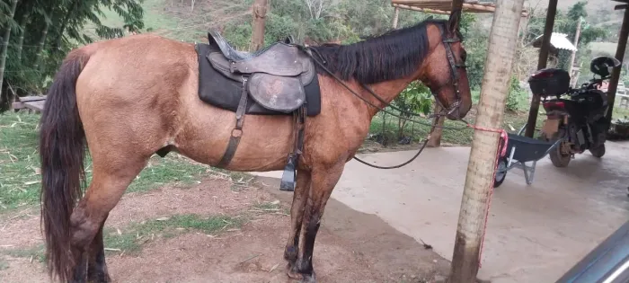Cavalo