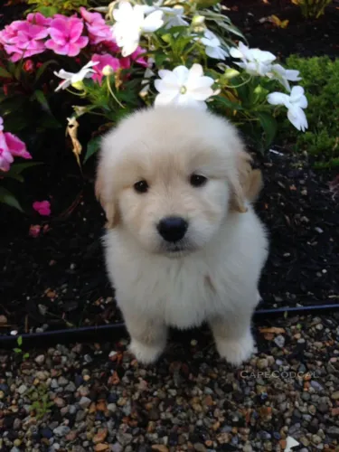 Golden Retriever maravilhosa